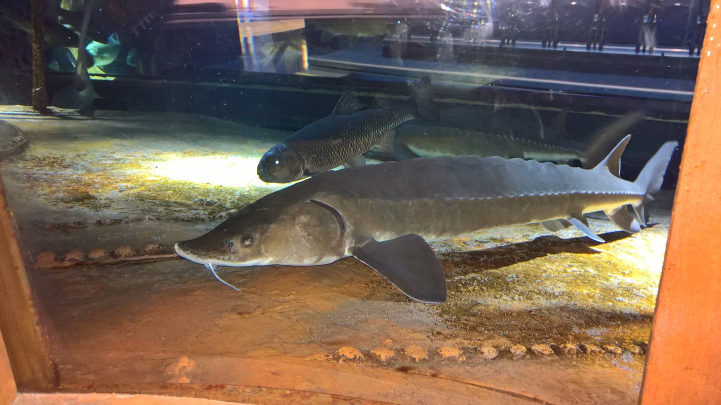 Brockville Aquatarium & Andrew Asquith