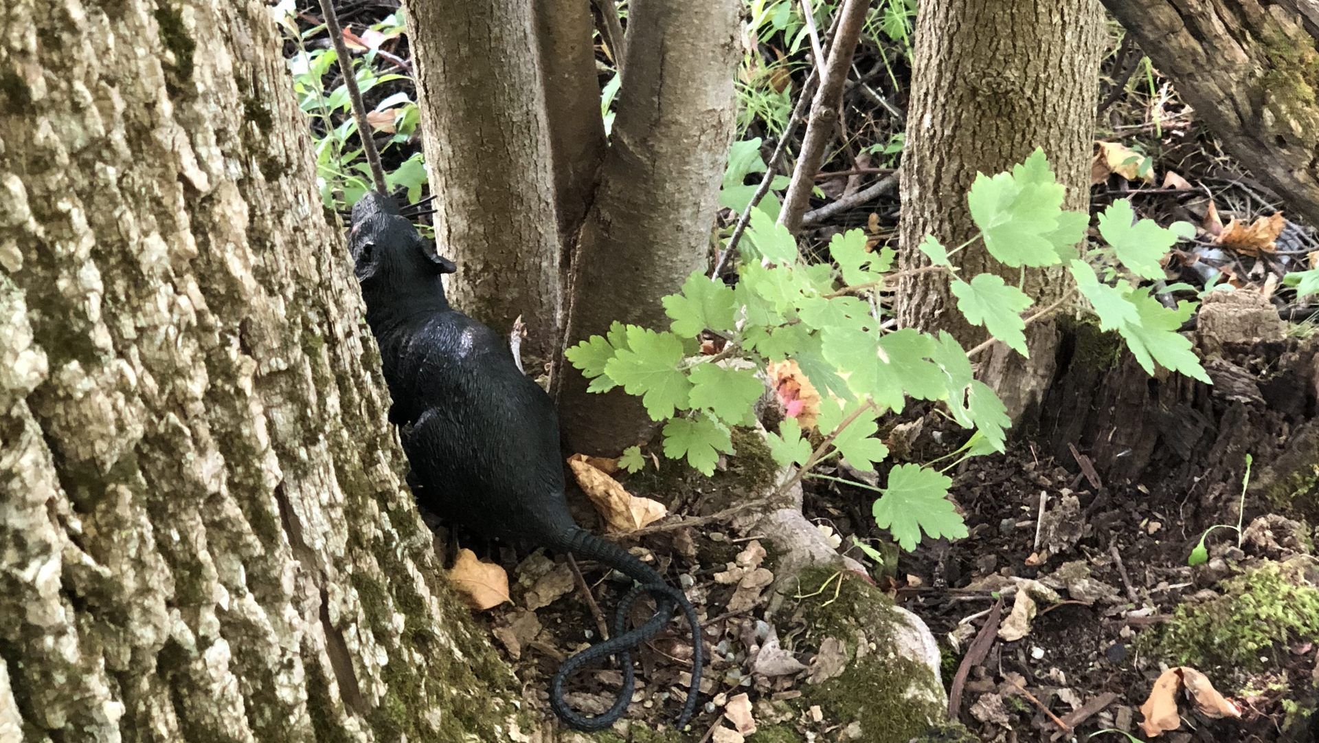 Rat cache